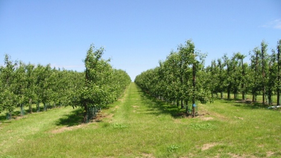 Photo "Footpath through the orchard It isn't obvious which row the footpath follows." by Nick Smith (Creative Commons Attribution-Share Alike 2.0) / Cropped from original