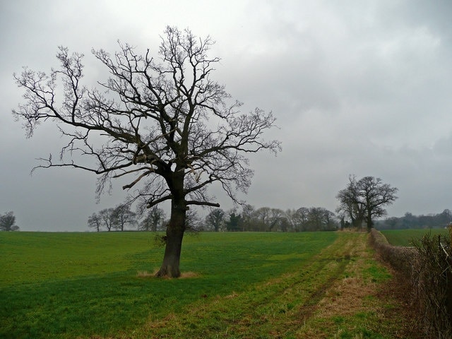 Oak in a field View north of All Saints church, Balterley.