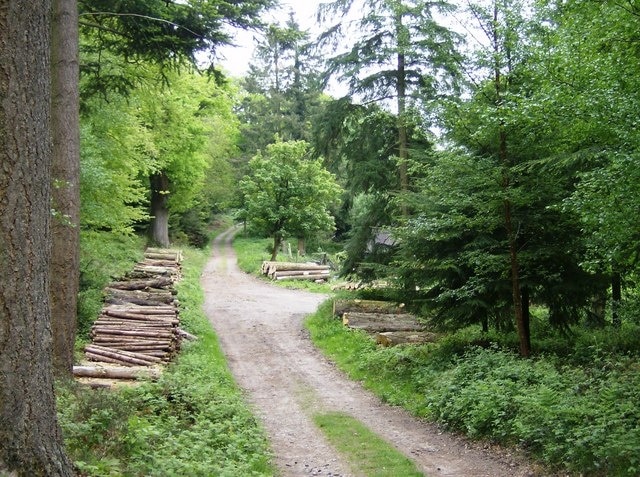 Track junction in the woods There is a plethora of tracks like this within this section of the extensive woodlands. Some are public footpaths, others are not. The Macmillan Way is on the footpath that turns right here.