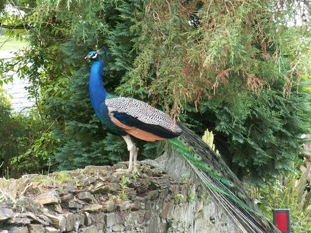 The East Benoak peacock