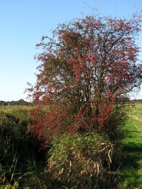 Billede "Ashby with Oby" af Evelyn Simak (CC BY-SA) / beskåret fra det originale billede
