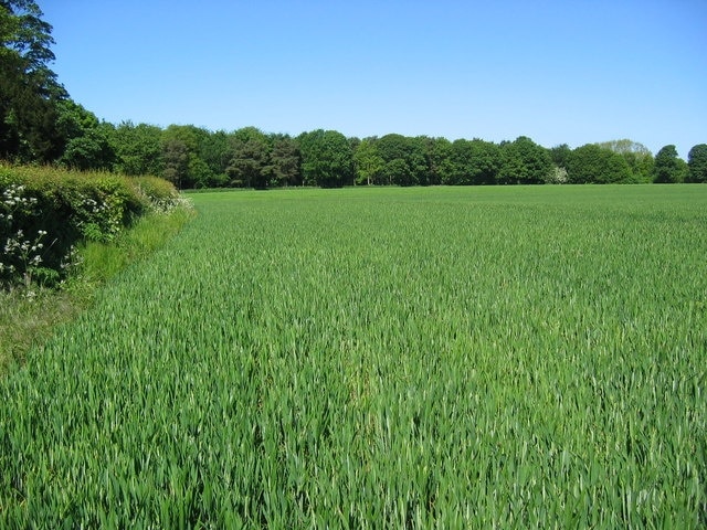 Foto “Crambe” tomada por Stephen Horncastle (CC BY-SA); recorte de la original