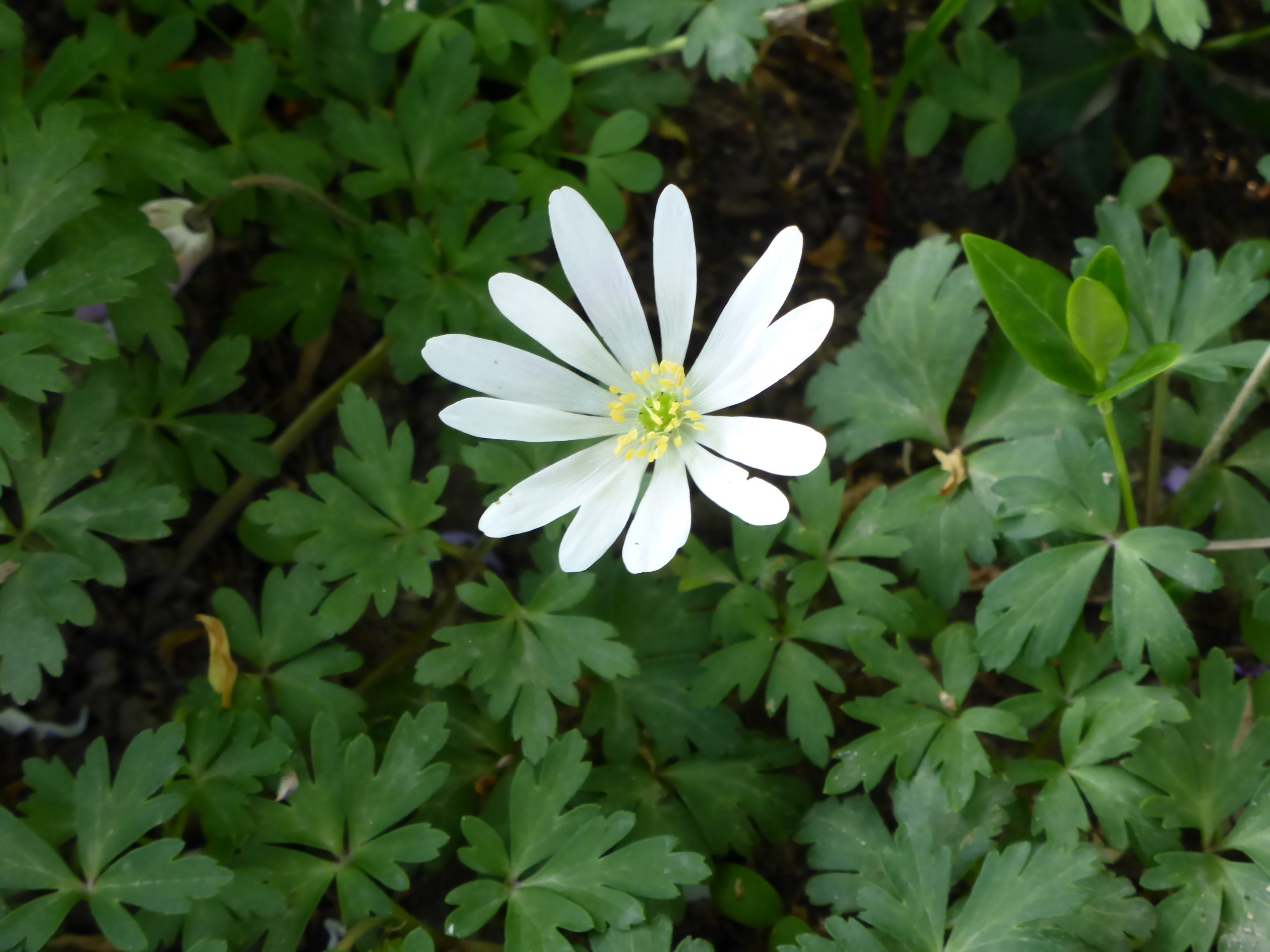 Ranunculaceae Anemone blanda Schott et Kotschy Balkan-Windroschen Im Botanischen Garten Augsburg