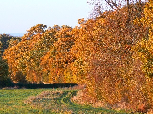 Fox Brake, east of Sparsholt, Oxfordshire (formerly Berkshire): Fox Brake is the north-south strip of woodland on the right.