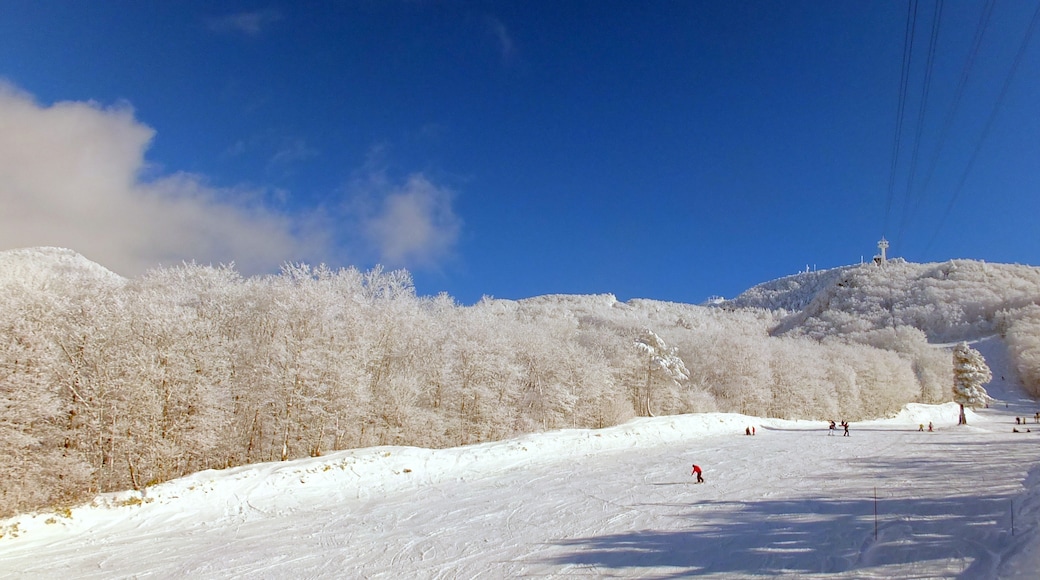 照片“藏王温泉滑雪场” 拍摄者：Mamusi Taka（CC BY-SA）原片经过裁剪