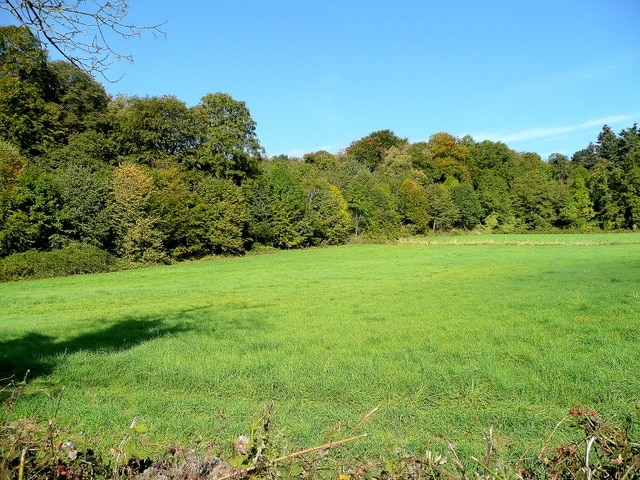 Edge of Blaisdon Wood Looking north-west from Velthouse Lane.