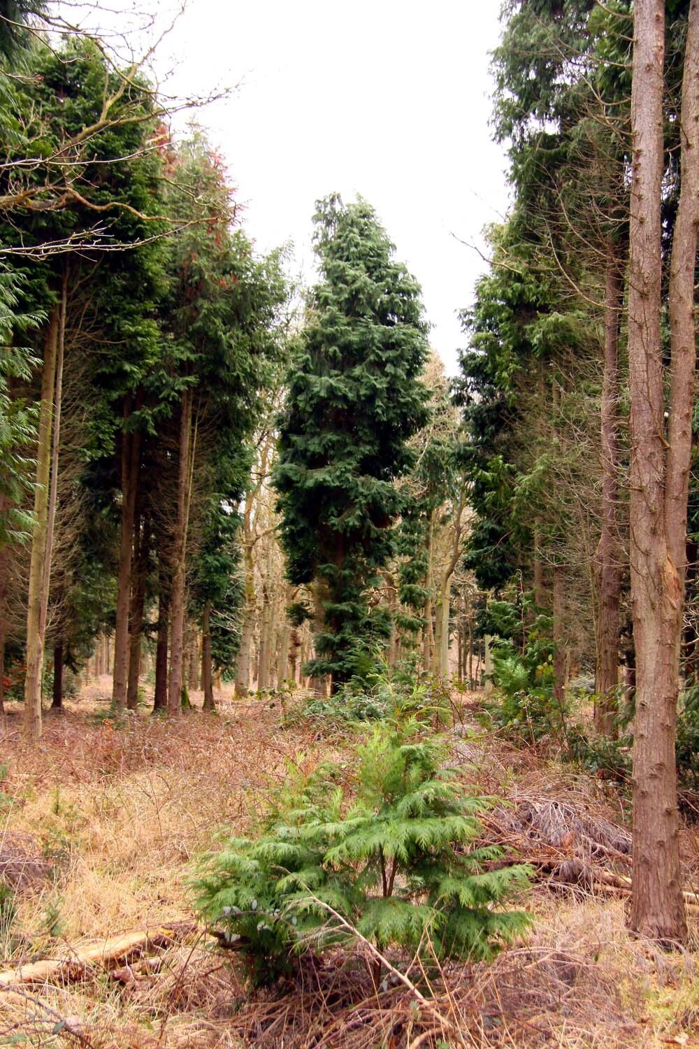 Photo "Oakley" by Steve Daniels (CC BY-SA) / Cropped from original