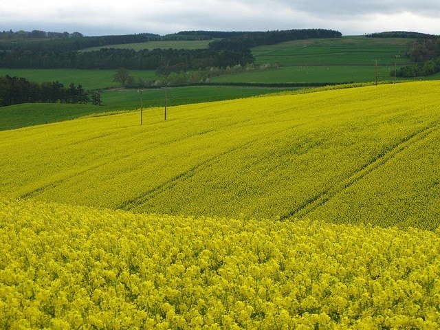 Fields of Rape Field after field of rape in this area of Northumbria. The course of the Roman road, the Devil's Causeway is just to the northwest of this point, passing East Horton.