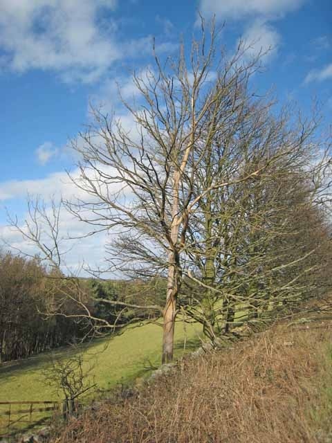 Trees by the roadside at Satley By the B6296 Wolsingham to Lanchester road. Overlooking the valley of the Steeley Burn.