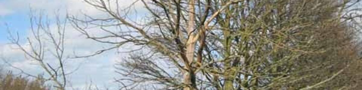 Photo "Trees by the roadside at Satley By the B6296 Wolsingham to Lanchester road. Overlooking the valley of the Steeley Burn." by Oliver Dixon (Creative Commons Attribution-Share Alike 2.0) / Cropped from original