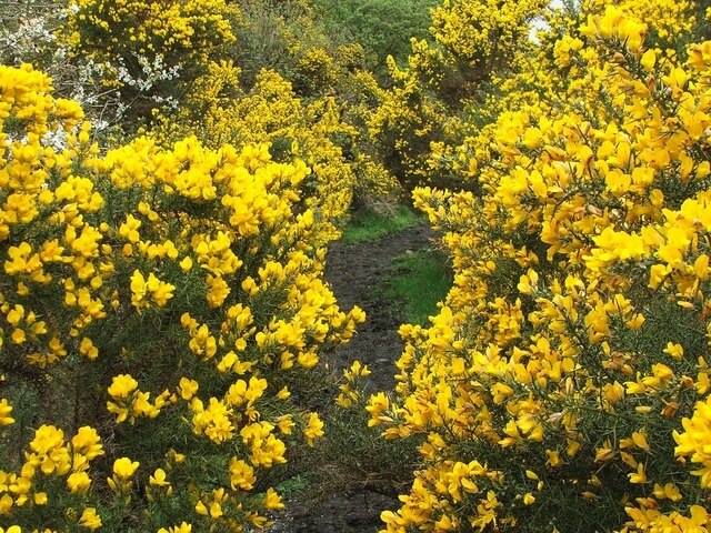 Photo "Healeyfield" by Christine Westerback (CC BY-SA) / Cropped from original