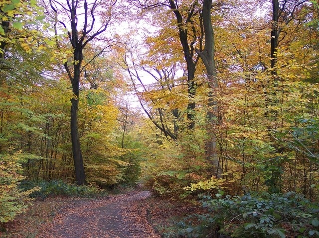 Autumn foliage in Haigh Lower Plantations viewed from track on northern edge