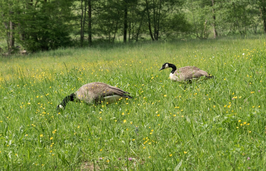 Kanadagänse (Branta canadensis) im Naturschutzgebiet „Wiesentälchen von Beedenkirchen“ (NSG 1431025), Lautertal (Odenwald).