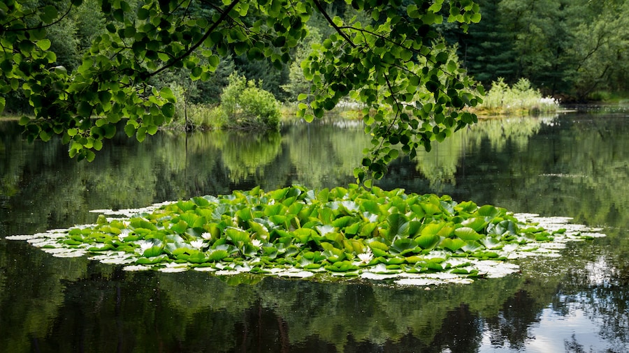 Photo "Der Ungeheuersee im Leininger Sporn, einem Teil des nordöstlichen Pfälzerwalds (Rheinland-Pfalz), ist ein flacher Hochmoorteich, der durch den Krumbach gespeist wird. Als Teil des einzigen Hochmoores in diesem Mittelgebirge steht der See seit den 1930er Jahren als Naturdenkmal unter Schutz. Der See ist von Mischwald umschlossen und zeichnet sich durch eine artenreiche Flora am Ufer und auf schwimmenden Inseln aus; beispielsweise werden Wollgräser, verschiedene Orchideenarten und der Rundblättrige Sonnentau, eine fleischfressende Pflanze, angetroffen." by HK PhotoArt (page does not exist) (Creative Commons Attribution-Share Alike 4.0) / Cropped from original