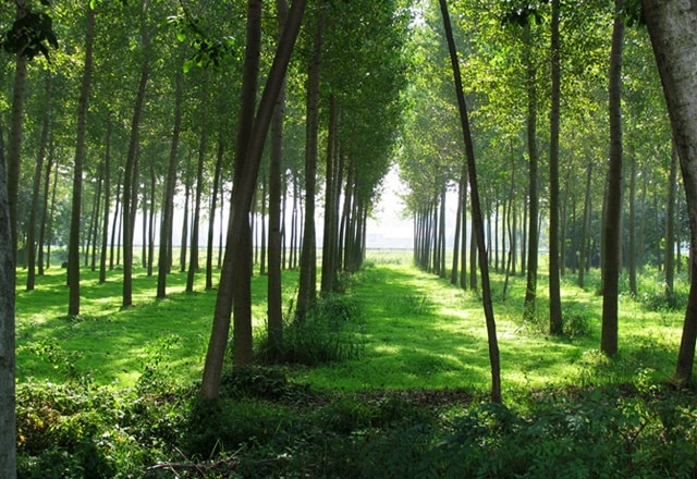 Foresta vicino Cisliano 09/2006