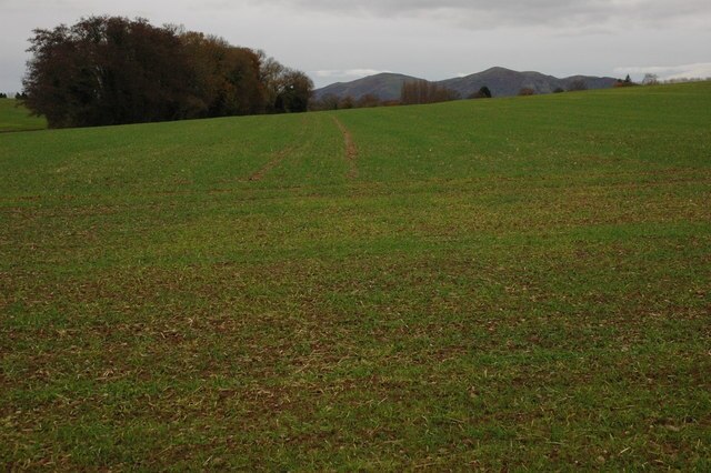 Winter cereals at Bastonford The Malvern Hills can be seen on the horizon.