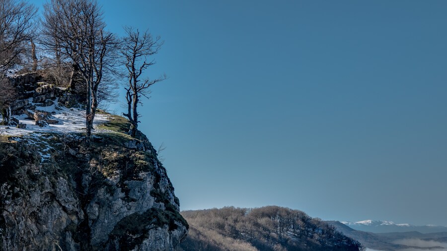 Photo "Beeches (Fagus sylvatica) on a rock near the summit of Txumarregi in the Entzia mountain range. Álava, Basque Country, Spain" by Basotxerri (Creative Commons Attribution-Share Alike 4.0) / Cropped from original