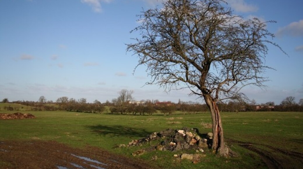 Billede "Cherry Willingham" af Richard Croft (CC BY-SA) / beskåret fra det originale billede