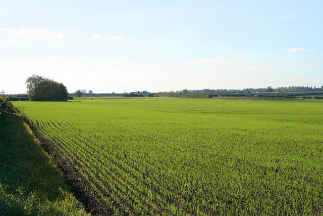 Winter wheat growing near Bingham