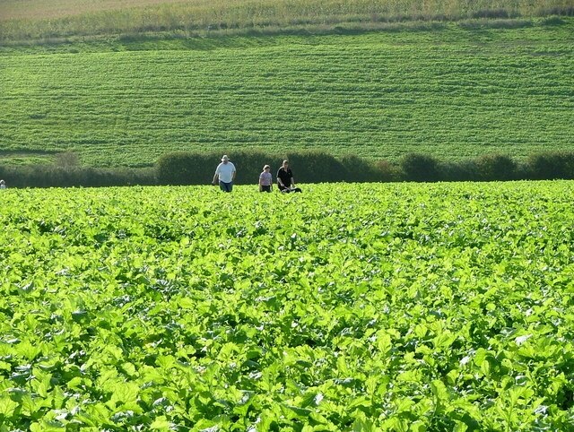 Photo "Downley" by Peter Jemmett (CC BY-SA) / Cropped from original