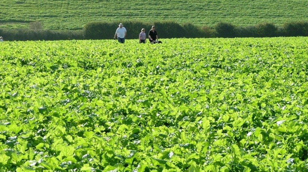 Billede "Downley" af Peter Jemmett (CC BY-SA) / beskåret fra det originale billede
