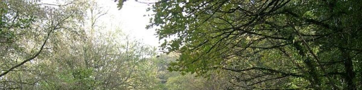 Photo "The A374 east of Sheviock. This stretch of road between the villages of Antony and Polbathic cuts through the low-lying mainly wooded countryside along the south side of Lynher River estuary. Its open curves and good cambers make it a favourite with motor cyclists." by Tony Atkin (Creative Commons Attribution-Share Alike 2.0) / Cropped from original