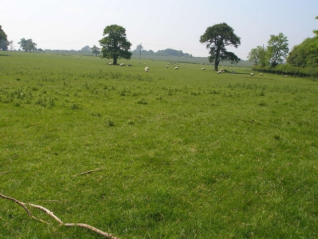 Sheep graze in a designated Area of Outstanding Natural Beauty