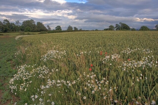 Photo "Dalton" by Mick Garratt (CC BY-SA) / Cropped from original