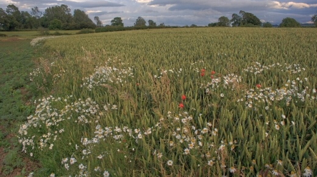 Photo "Dalton" by Mick Garratt (CC BY-SA) / Cropped from original