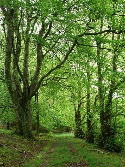 Disused drive to Ederline. With the beech coming into leaf; compare with 1153529 taken three months earlier in the year.