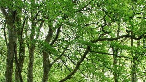 Foto "Ford" por Patrick Mackie (CC BY-SA) / Recortada de la original