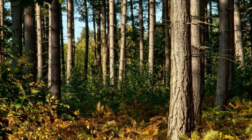 Foto "Taman Sherwood Forest" oleh Paul Lakin (CC BY) / Dipotong dari foto asli
