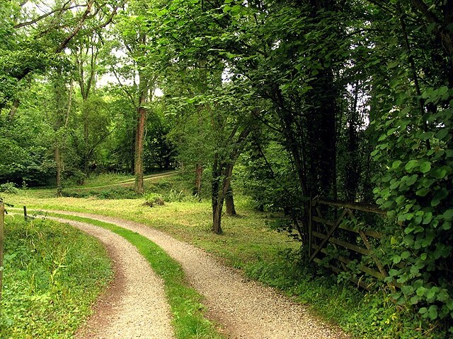 Upper Berry Wood near Ecchinswell. This woodland area is in a square characterised by farmland and woodland. This section of woodland is in the eastern half of the square. The picture was taken west of the minor road, looking more or less west into the square.