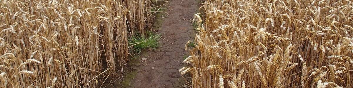 Photo "Footpath leading through a field in the Vale of Mowbray" by Kreuzschnabel (Creative Commons Attribution-Share Alike 3.0) / Cropped from original