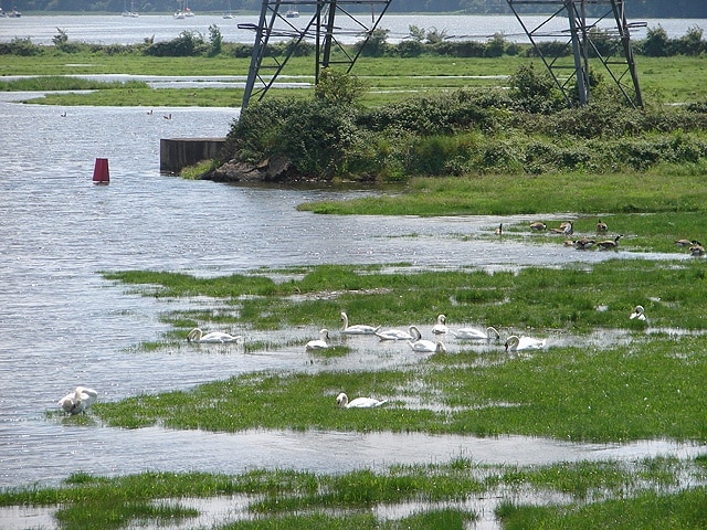 Swans and geese on Eling Great Marsh On the River Test at the head of Southampton Water.