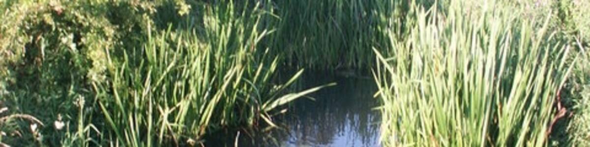 Photo "Stream or Man Made Water Course? Between Culford Lake and Ampton Water" by Stuart Shepherd (Creative Commons Attribution-Share Alike 2.0) / Cropped from original