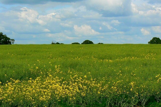 Billede "Latton" af Brian Robert Marshall (CC BY-SA) / beskåret fra det originale billede