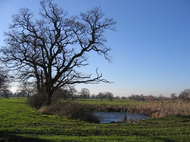 Pond and Trees from the Footpath to Dark Lane This pond, not shown on the O.S. 50,000 scale map, is just inside the square. It is probably a marl pit, which are very common in the Cheshire Landscape.