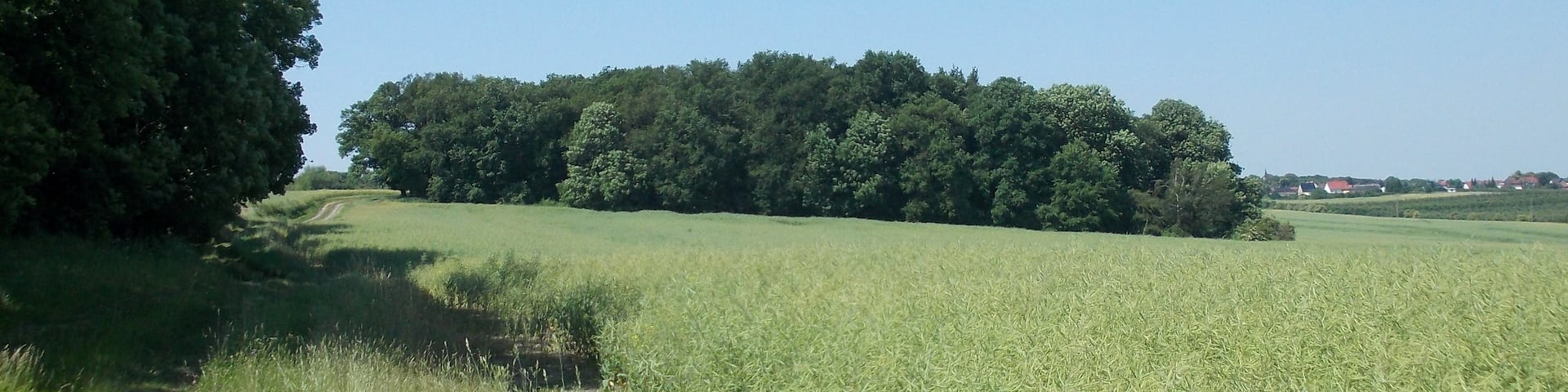 Path on Igelsberg hill between Lobitzsch and Goseck (district: Burgenlandkreis, Saxony-Anhalt), nature reserve Saaleaue near Goseck