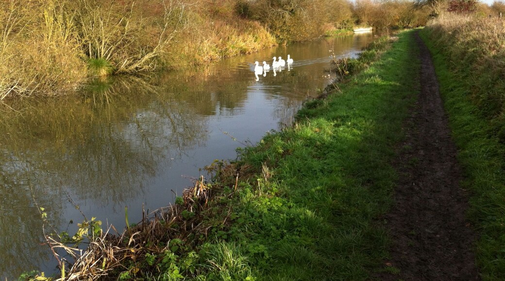 A picture of 5 swans coming up the Kennet And Avon Canal into Devizes