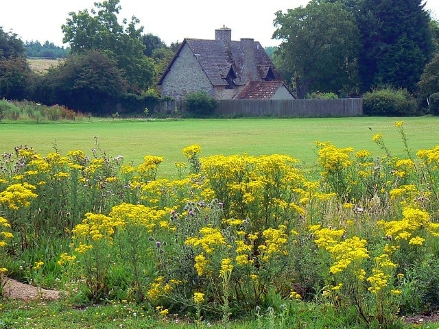 Faringdon golf course, Great Coxwell, Oxfordshire (formerly Berkshire). The yellow flowers seem to be ragwort, Jacobaea vulgaris. Screened by the trees next to the cottage is the A420 Faringdon bypass.