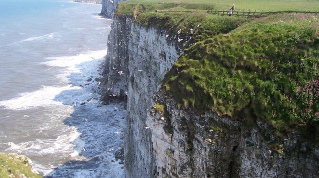 Photo "Bempton Cliffs" by Steve Buttle (CC BY-SA) / Cropped from original