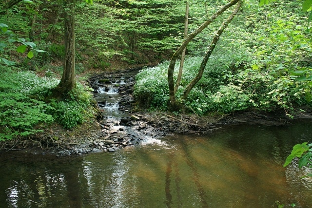 Holcombe Rogus: the Tone at Tracebridge. Confluence of the river Tone with its tributary the Morecombe Lake just downstream from the bridge, with wild garlic in flower. Three parishes meet here: Holcombe Rogus, Ashbrittle and Stawley. Looking west-south-west