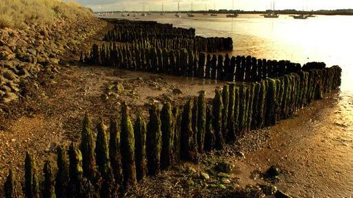 Kuva ”Ramsholt” käyttäjältä Nat Bocking (CC BY-SA) / rajattu alkuperäisestä kuvasta