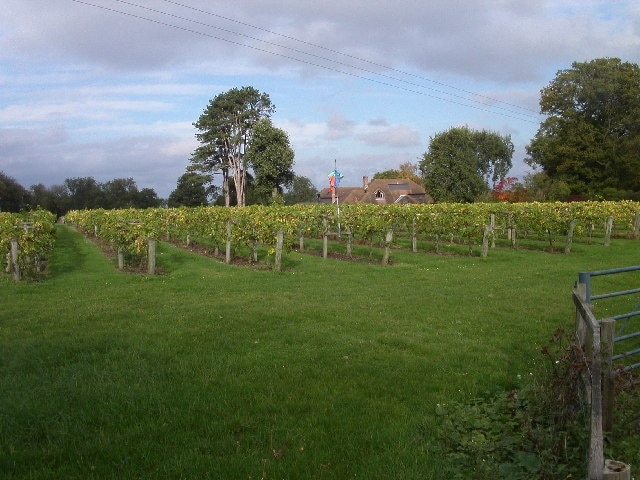 Brightwell Vineyard, Shillingford Road, near Wallingford, Oxfordshire