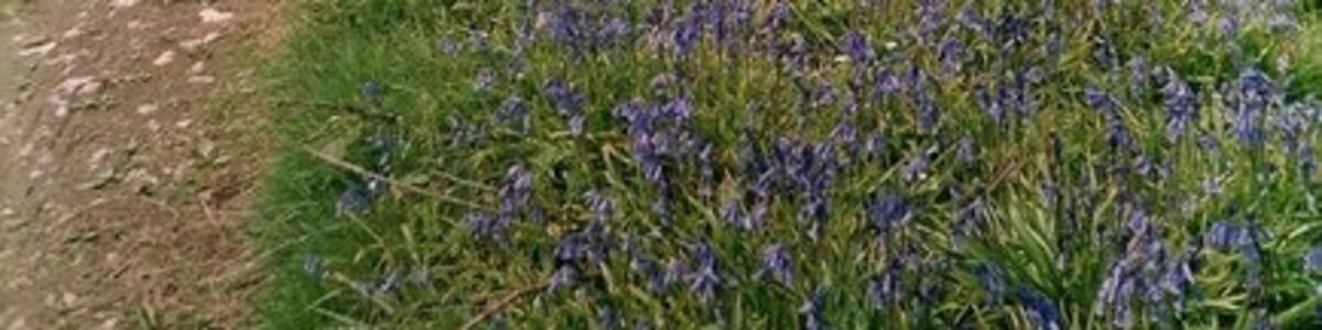 Photo "Bluebells on the Dorset Downs above Minterne Parva" by Peter Beaven (Creative Commons Attribution-Share Alike 2.0) / Cropped from original