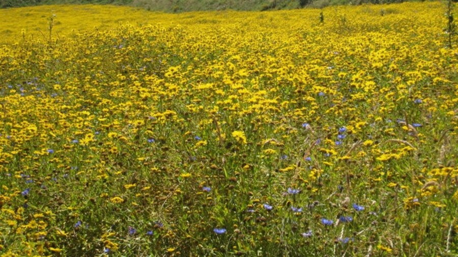 Photo "Field of Corn Marigold & Cornflower at Kestle" by Rod Allday (Creative Commons Attribution-Share Alike 2.0) / Cropped from original