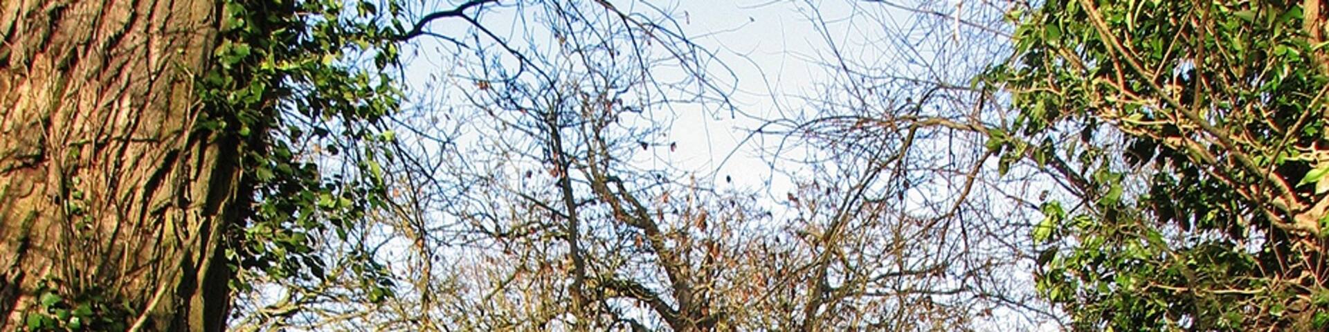 Conington Hall reflected