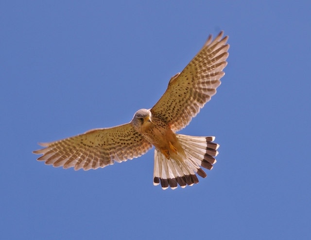 Kestrel (Falco tinnunculus) Kestrel hovering above cliff top near Brook Bay.