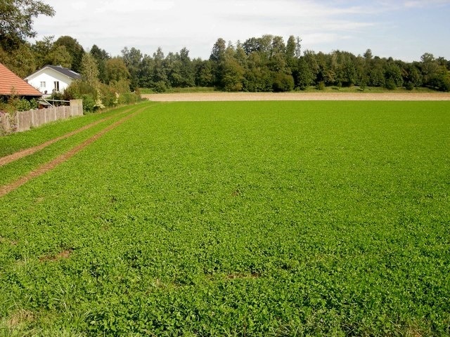 Feld am Ortsrand von Poing